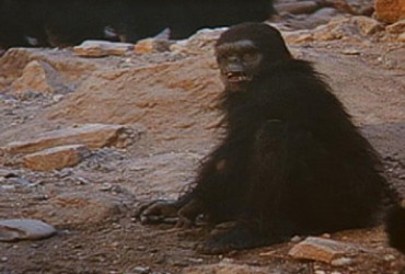 Kubrickovo majmunče na prodaju - Hot Spot